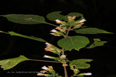 Strobilanthes neoaspera